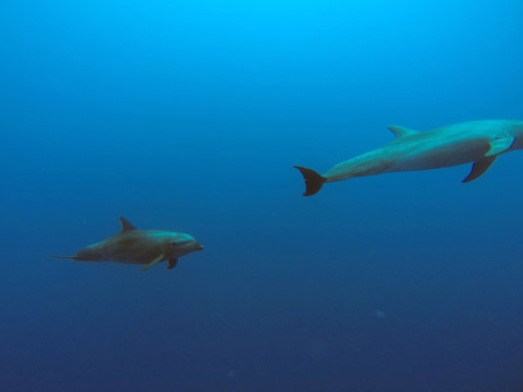 Dolphins underwater in Tahiti © Lindsey