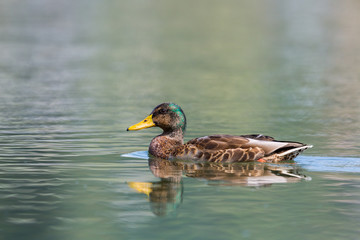 female mallard duck (anas platyrhynchos) swimming in sunlight