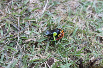 giftiger Mantella Frosch in Madagaskar