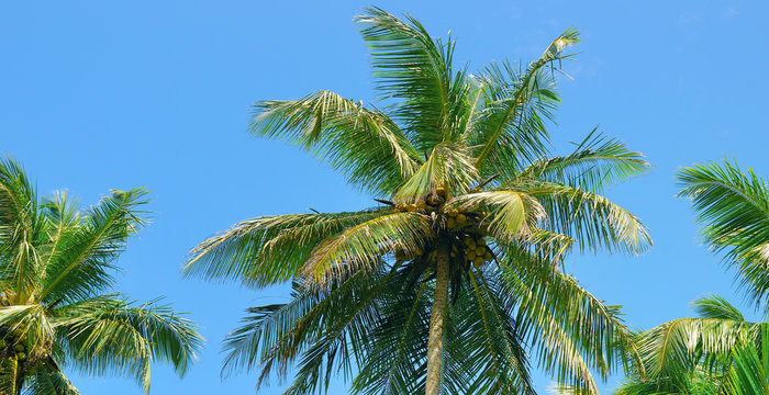 Tropical palm trees and blue sky. Wide photo