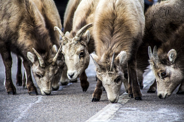 Fototapeta premium Bighorn sheep herd in Rocky Mountain National Park in Estes Park Colorado
