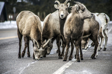 Fototapeta premium Bighorn sheep herd in Rocky Mountain National Park in Estes Park Colorado