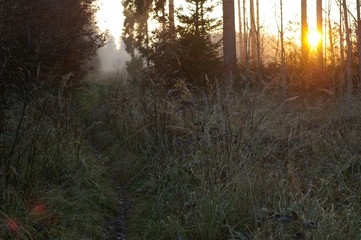 Wald Forst Abendstimmung Sonnenuntergang