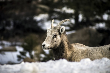 Fototapeta premium Rocky Mountain National Park Bighorn Sheep licking salt off road, Colorado