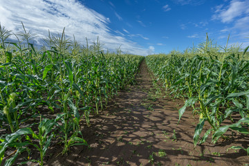 Corn Fields with cloudy sky summer landscape of Countryside in Biei,  Hokkaido, Japan