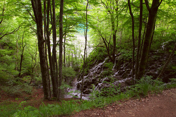 Obraz premium Plitvice Lakes in Croatia. Deep forest stream