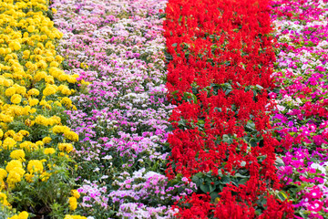 Natural background of colorful flowers blooming in garden under sunlight