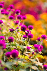 Pink globe amaranth flowers. solf focus (gomphrena Globosa)