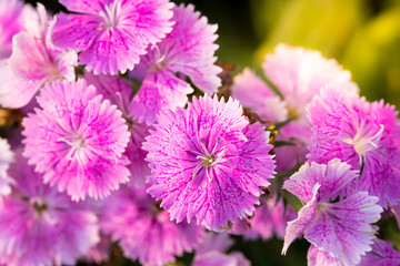 Obraz premium Red rainbow pink flower background, Dianthus chinensis linn