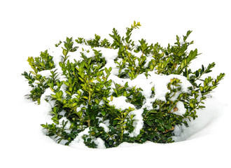 Bush green boxwood under snow - Powered by Adobe