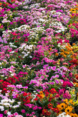 Natural background of colorful flowers blooming in garden under sunlight