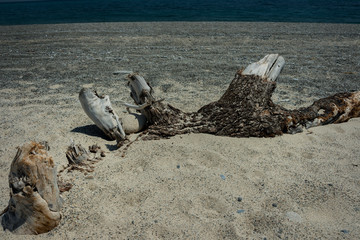 Ausgebleichter Baum am Strand