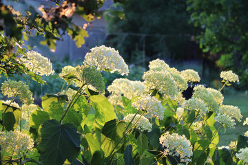 Romantic White Hydrangea Annabelle, backlit by the low evening sun in summer.