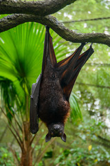 Large Malayan flying fox close-up portrait