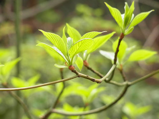 新緑の若葉