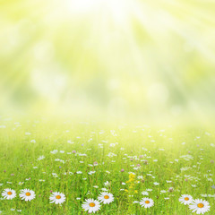 Obraz premium Summer background. Meadow with a flower of camomiles.