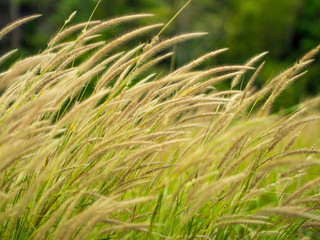 grass blown by wind