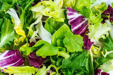 Concept of vegetarian diet. Fresh leaves of different salads
