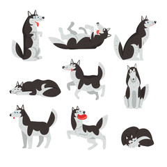 Siberian husky character sett, dog in different actions vector Illustrations on a white background © topvectors