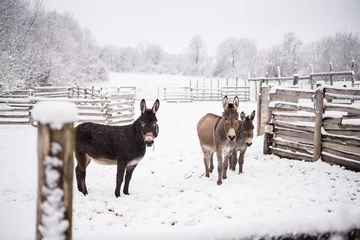 Crédence de cuisine en verre imprimé Âne Donkey family listening in winter snow