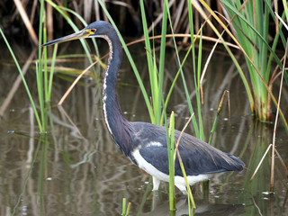 Tricolored Heron Stretched Out