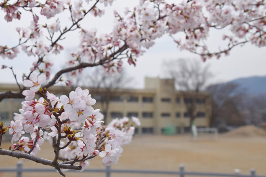 cherry blossom and school / 満開の桜と学校の校舎