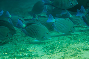 Fototapeta na wymiar Tropical fish underwater on a coral reef