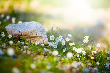 field with daisies