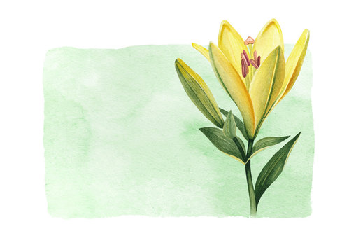 Watercolor illustrations of lily flowers. Perfect for greeting card or invitation