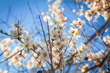 Blooming almond tree against blue skies