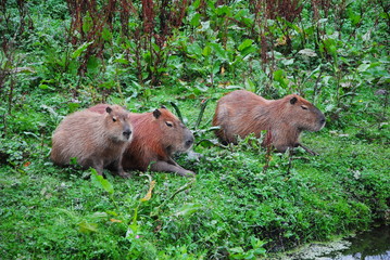 Schweden Wasserschweine