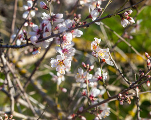 Starting blossom in pink almond