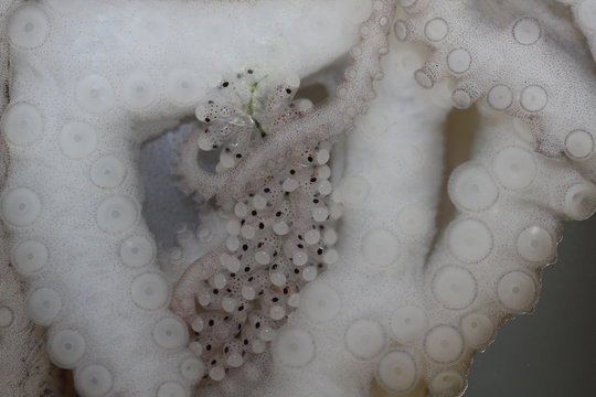 Baby Octopus Eggs, Octopus Hatchlings, Tiny octopus eggs