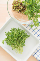 豆苗