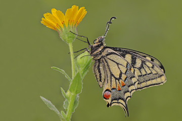KIRLANGIÇKUYRUK - Papilio machaon © mylasa