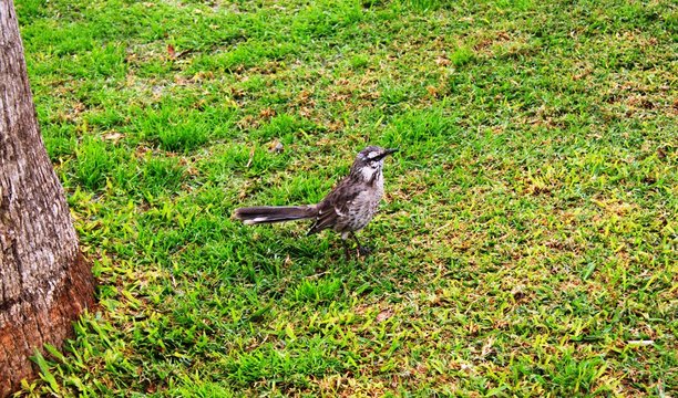 Vogel auf der Wiese