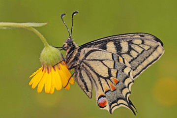 KIRLANGIÇKUYRUK - Papilio machaon © mylasa