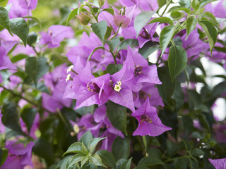 Bougainvillea