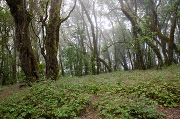 Raso de La Bruma. Garajonay National Park. La Gomera. Canary Islands. Spain.