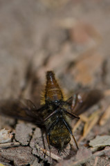 Fly feigning death. Garajonay National Park. La Gomera. Canary Islands. Spain.