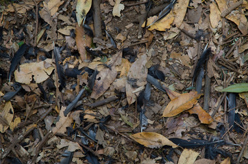 Feathers of blackbird (Turdus merula) on the forest floor. Garajonay National Park. La Gomera. Canary Islands. Spain.