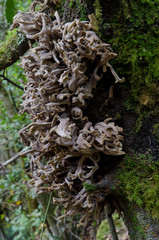 Galls due to the parasite fungus Laurobasidium lauri on a Laurus novocanariensis. Garajonay National Park. La Gomera. Canary Islands. Spain.