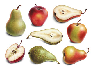 Watercolor illustrations of apples and pears.