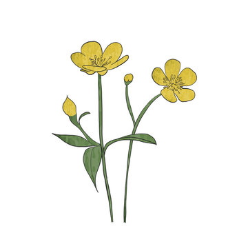 Buttercup clip art preview