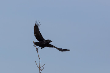 carrion crow (corvus corone) taking off from branch, blue sky, spread wings