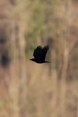 silhouette of raven corvus crow in flight with trees in background