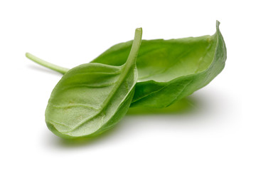 Fototapeta premium Basil