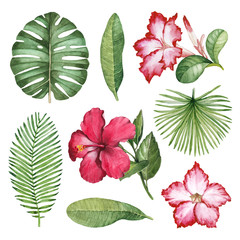 Watercolor illustrations of tropical flora © Aleksandra Smirnova