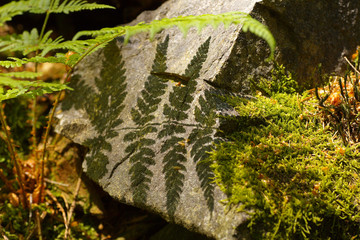 Shade of fern on the stone
