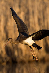 juvenile black stork Ciconia nigra